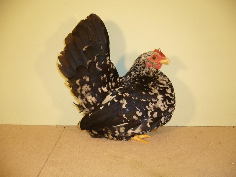 Munster 2009 219.jpg - Chabo schwarz mit weissen Tupfen von Stefan Kückelhahn